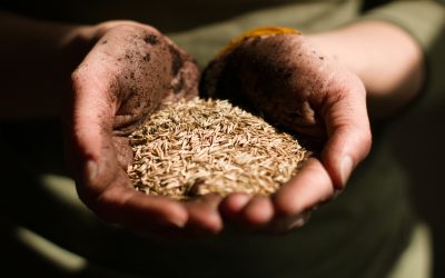 Semillas de cambio